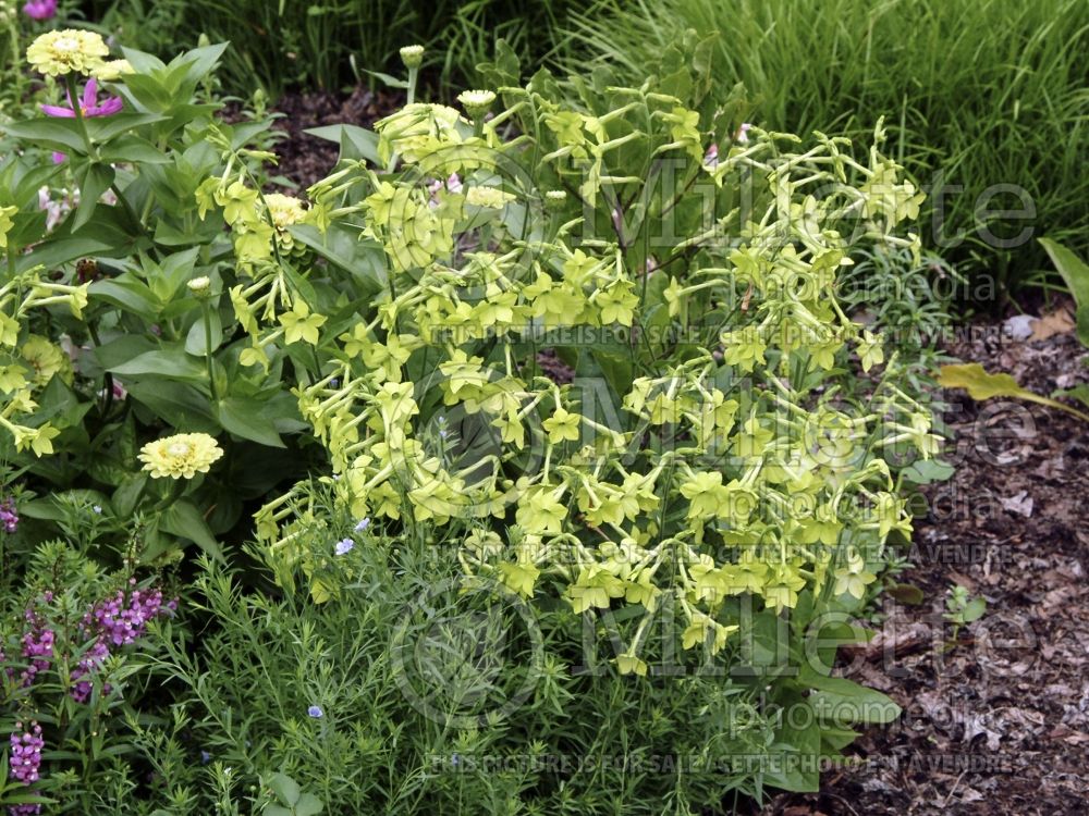 Nicotiana Lemon Tree (Tobacco Plant) 1 