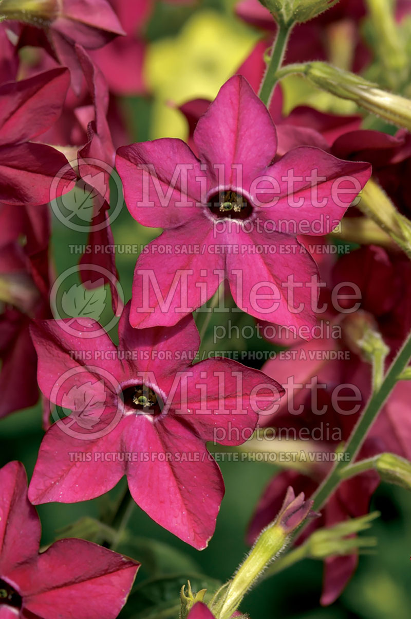 Nicotiana Perfume Red (Tobacco Plant) 1 