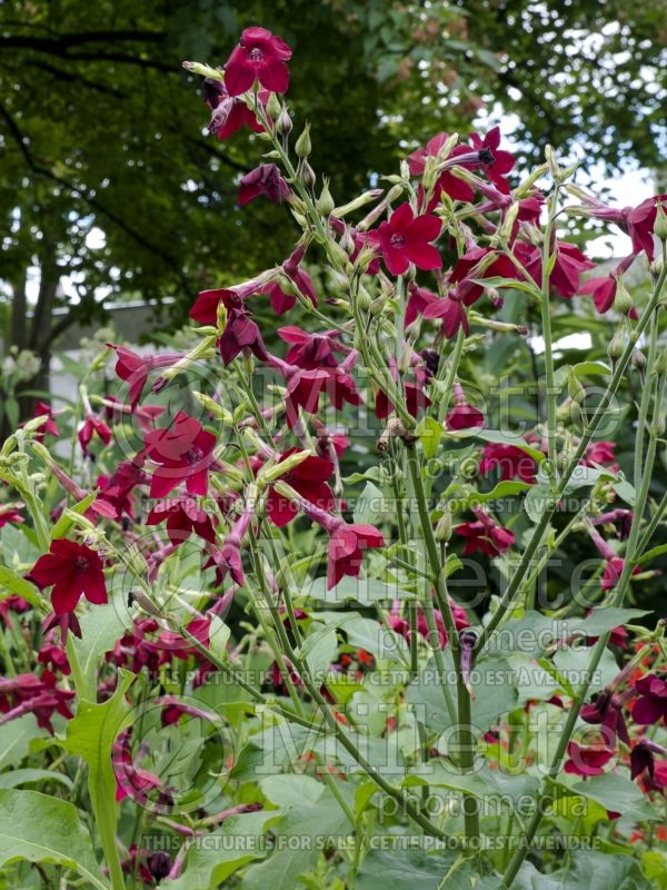 Nicotiana Nicki Red (Tobacco Plant) 1 