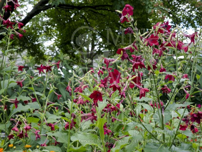 Nicotiana Nicki Red (Tobacco Plant) 2 