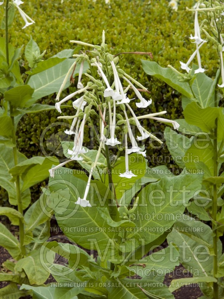 Nicotiana Only The Lonely (Tobacco Plant) 1 