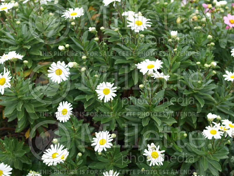 Nipponanthemum nipponicum (Nippon Daisy or Montauk Daisy) 3 