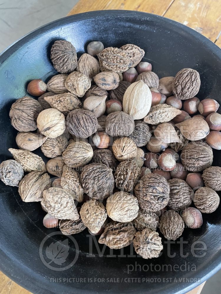 Various nuts (walnuts - hazelnuts - almonds) 1 