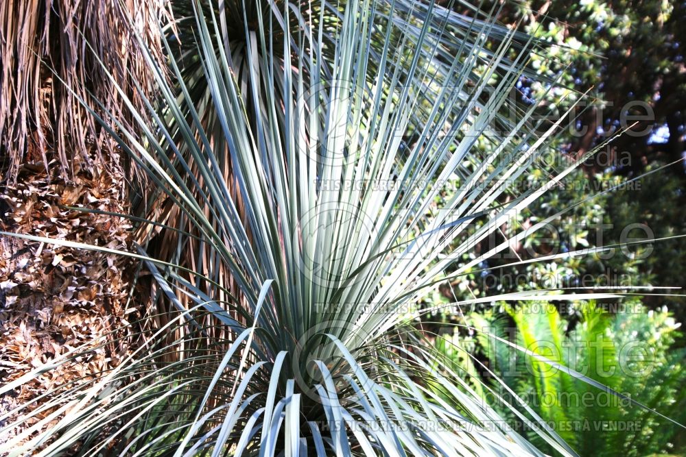Nolina stricta aka Beaucarnea stricta (Succulent Cacti beargrass) 1  