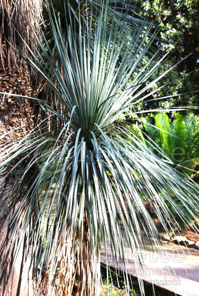 Nolina stricta aka Beaucarnea stricta (Succulent Cacti beargrass) 2  