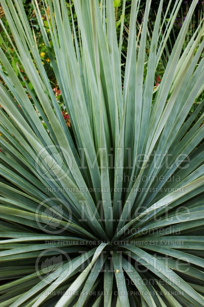 Nolina nelsonii (Succulent Cacti) 3  