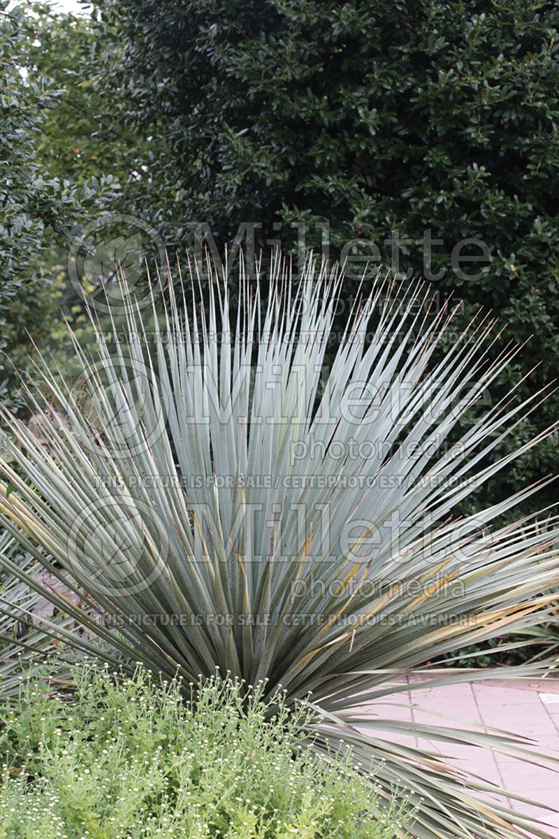 Nolina nelsonii (Nelson's Bear Grass Cacti) 1  