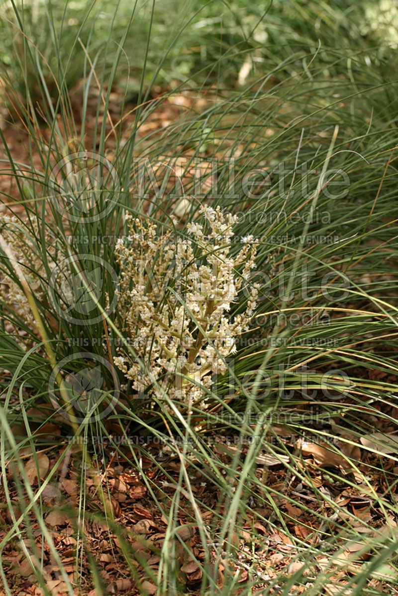 Nolina texana (beargrass, bunch-grass, or basket grass) 1 