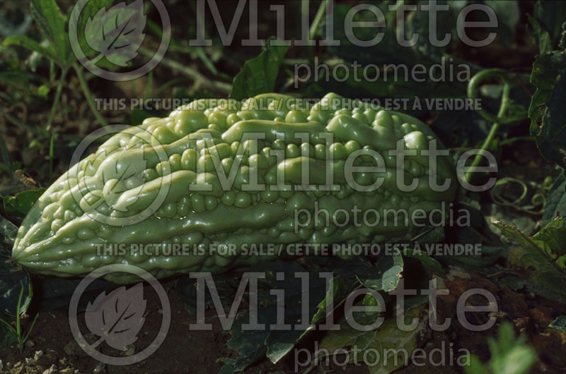 Nomordica chanentia (bitter melon, bitter gourd, bitter squash) 1