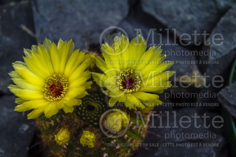 Notocactus orthacanthus (Cactus) 1