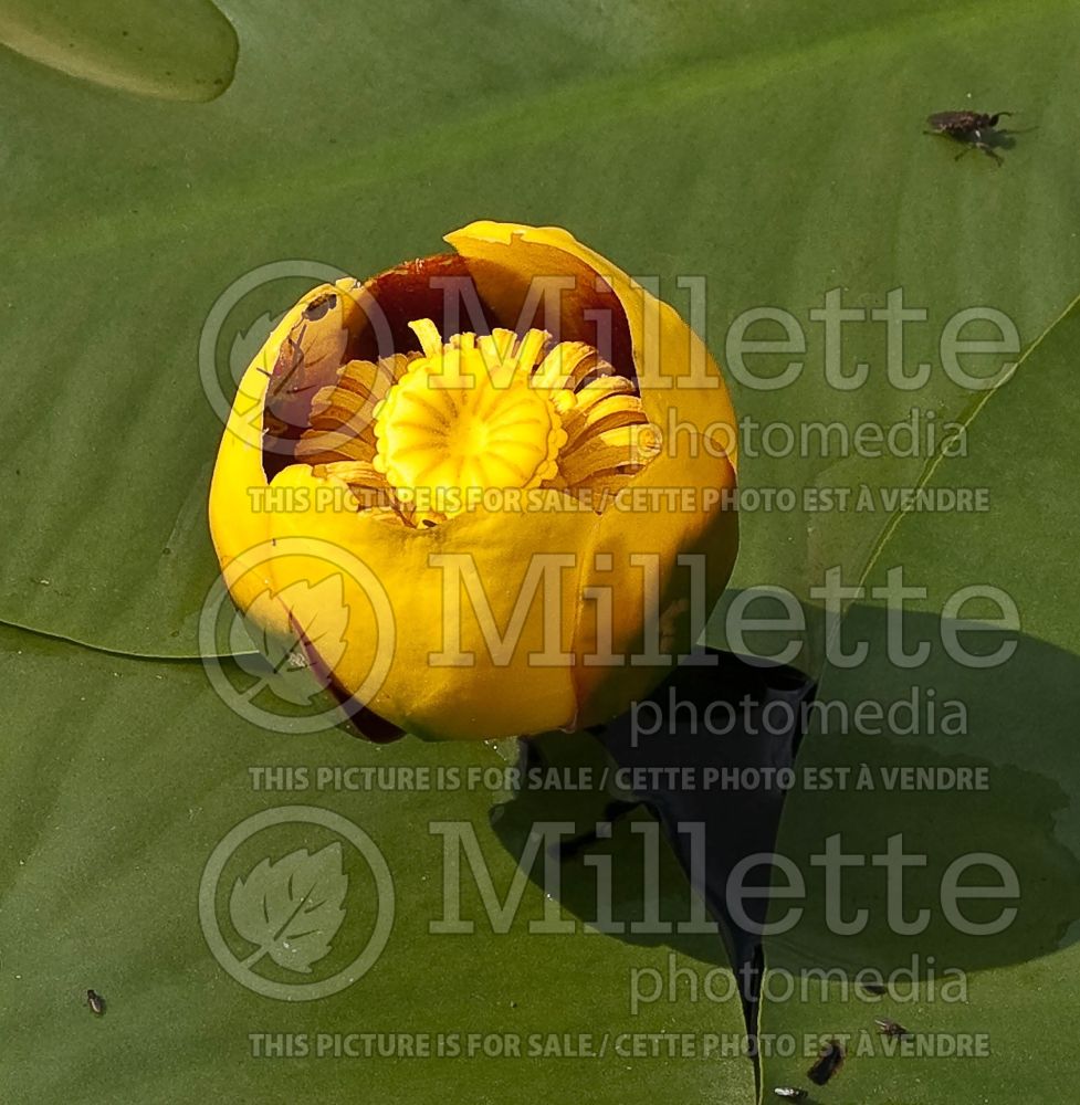Nuphar lutea (yellow water-lily) 11