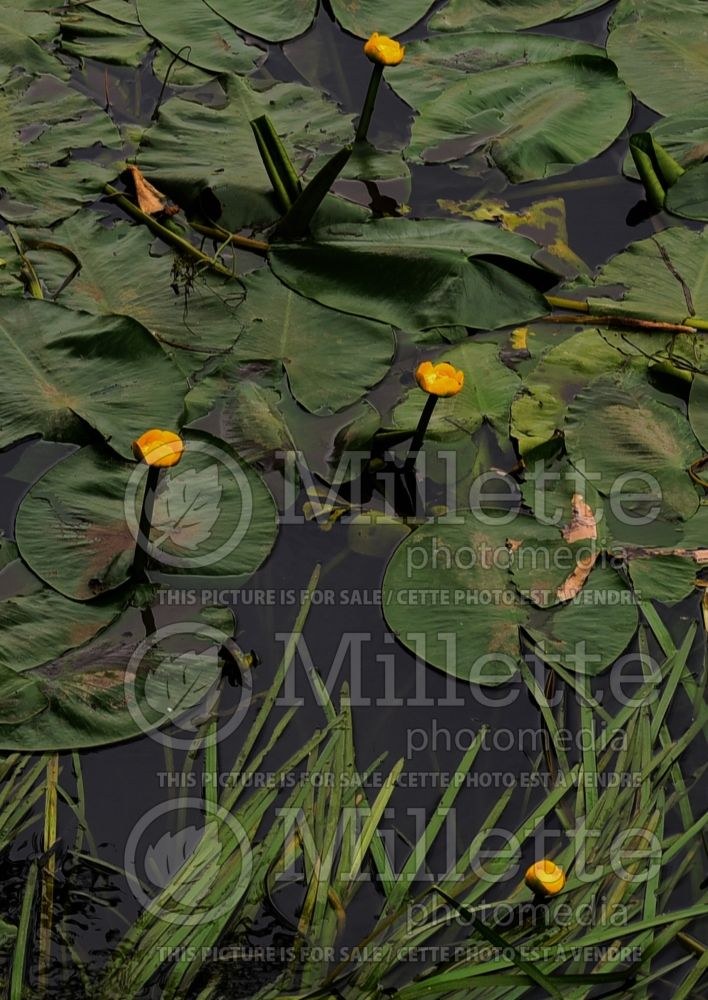 Nuphar lutea (yellow water-lily) 3