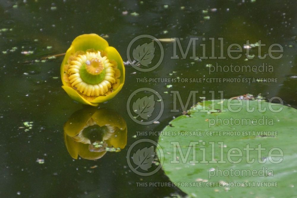 Nuphar lutea (yellow water-lily) 4