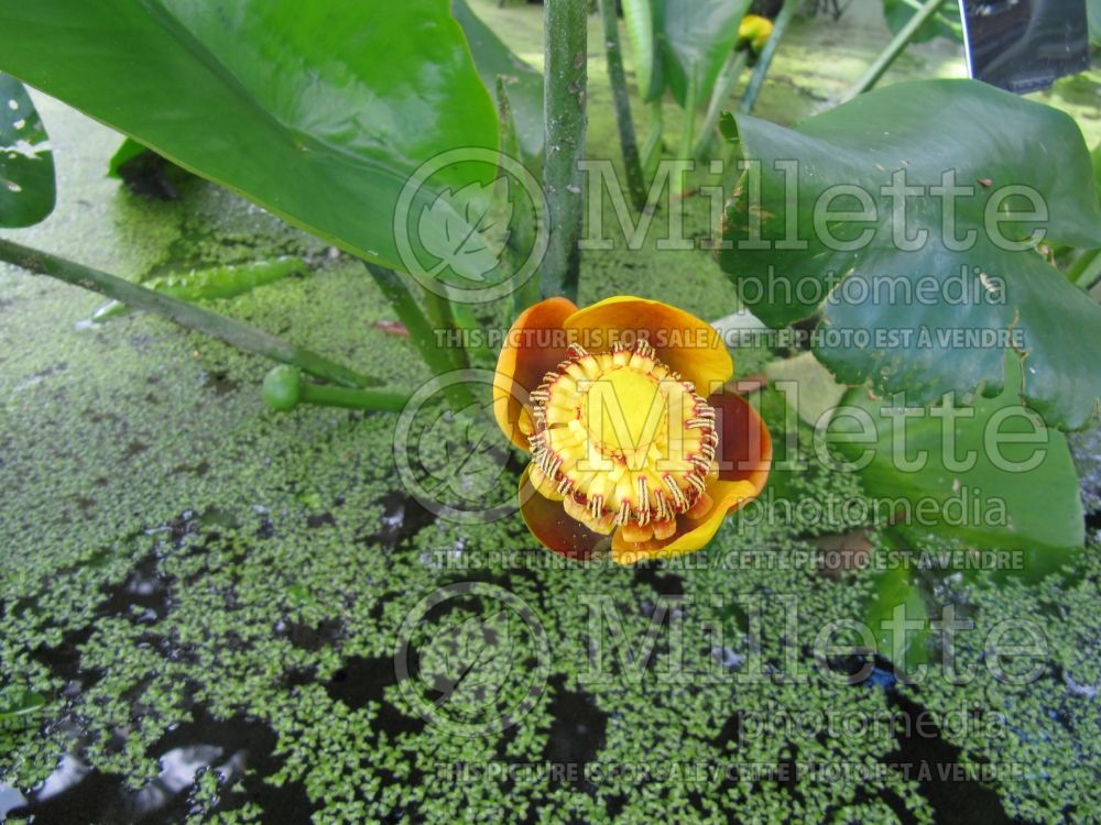 Nuphar lutea (yellow water-lily) 5