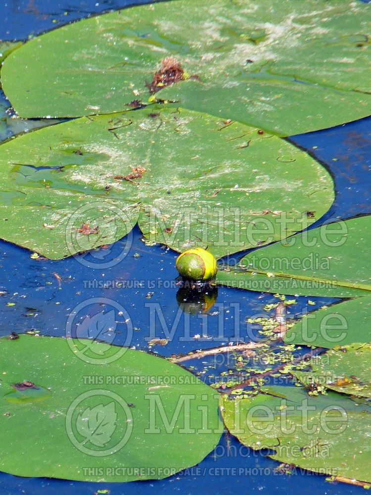 Nuphar lutea (yellow water-lily) 6