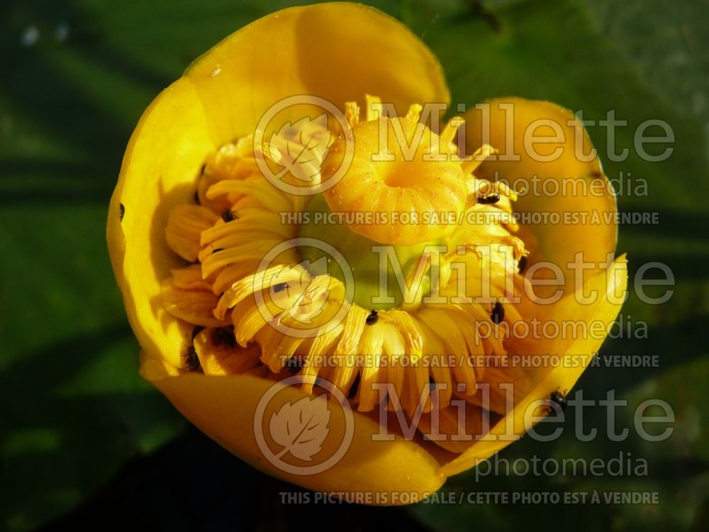 Nuphar lutea (yellow water-lily) 8