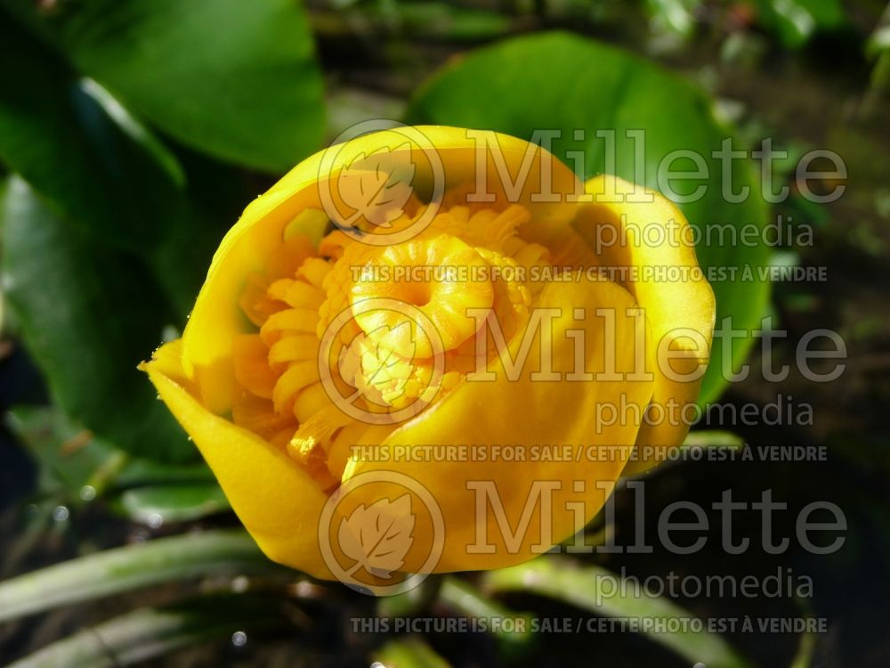 Nuphar lutea (yellow water-lily) 9