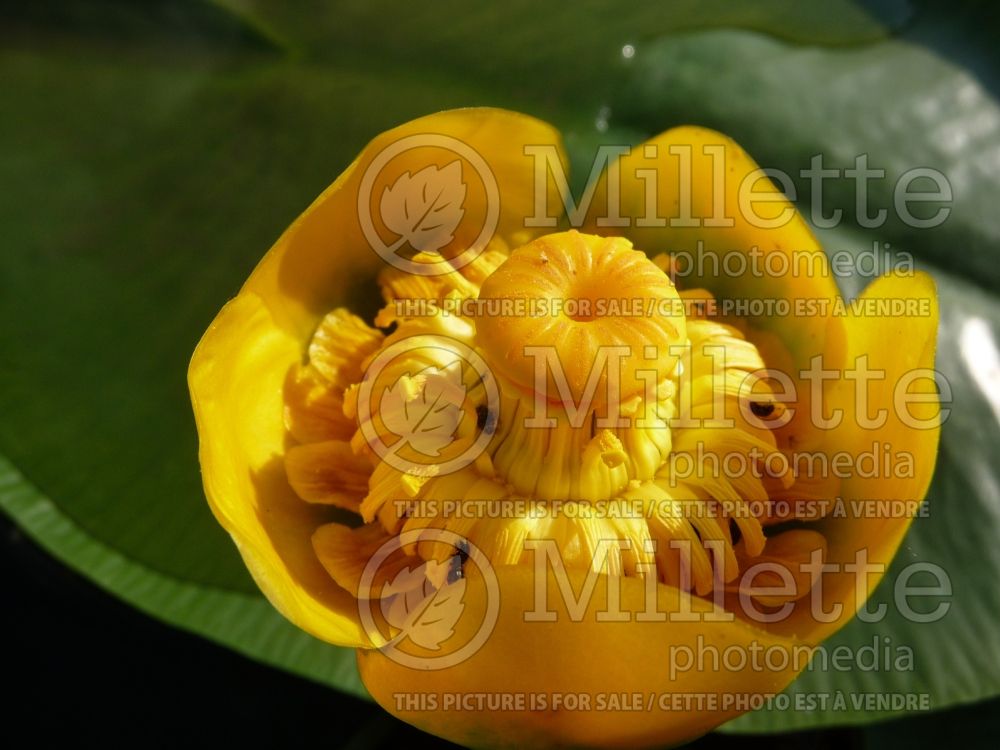 Nuphar lutea (yellow water-lily) 10