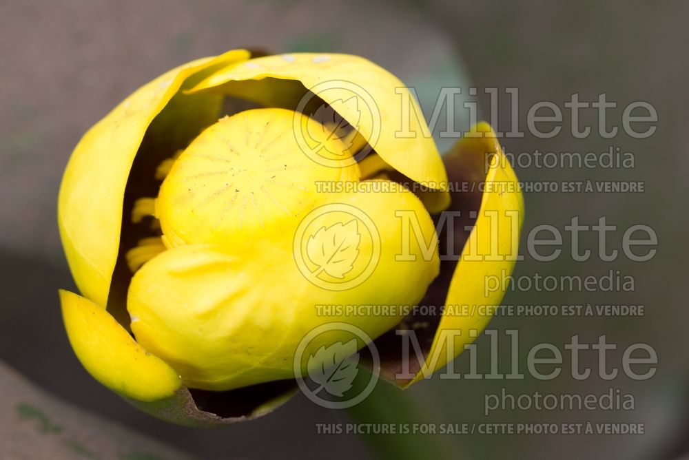 Nuphar lutea (yellow water-lily) 7