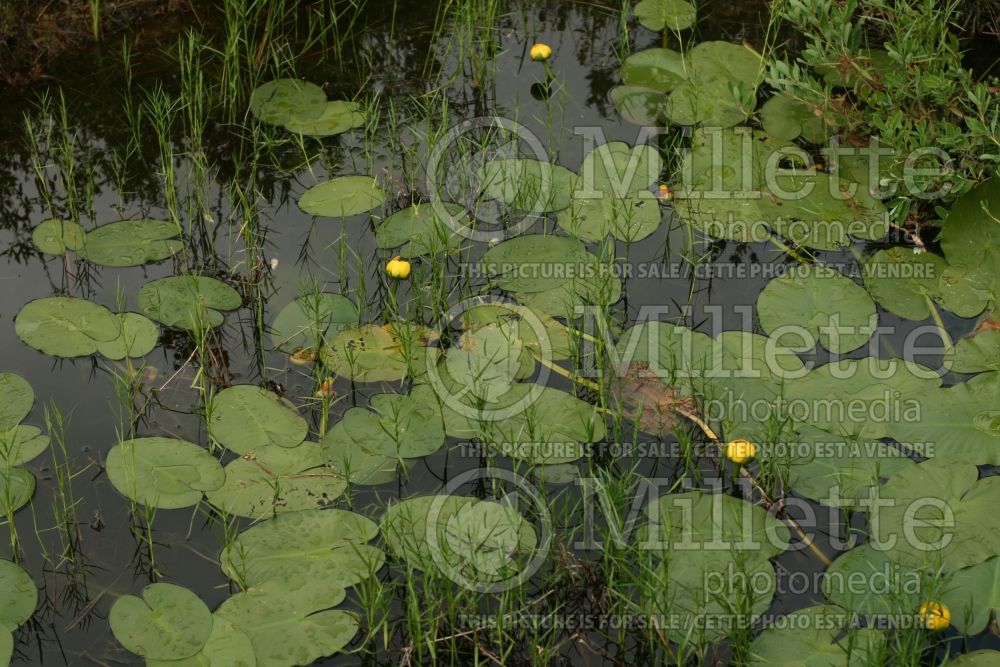 Nuphar lutea (yellow water-lily) 12