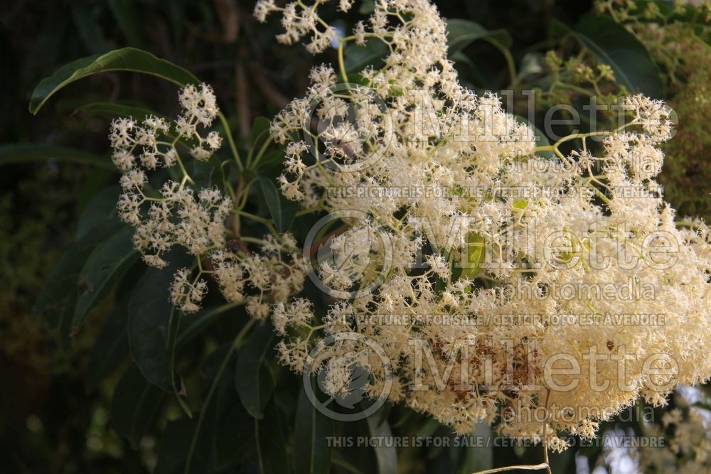 Nuxia floribunda (forest elder) 3 