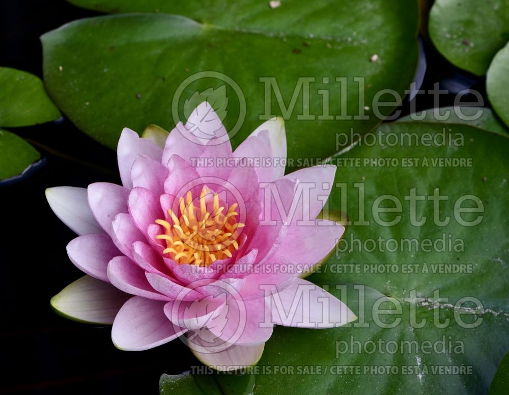 Nymphaea Madame Wilfron Gonnere (Water lily) 4
