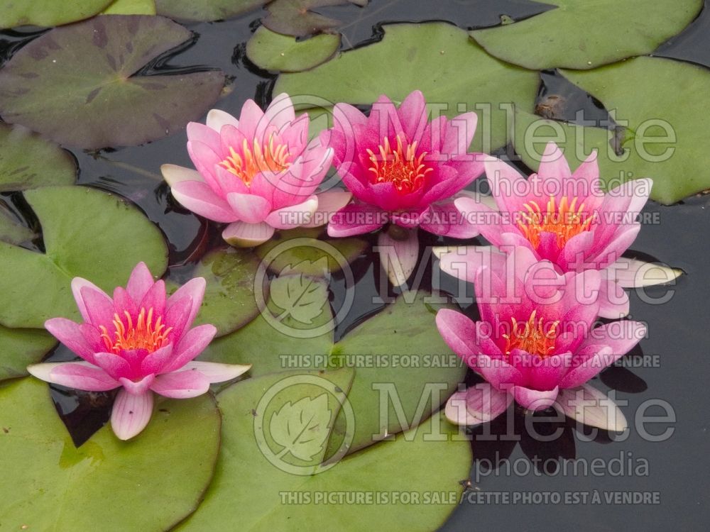 Nymphaea Madame Wilfron Gonnere (Water lily) 5