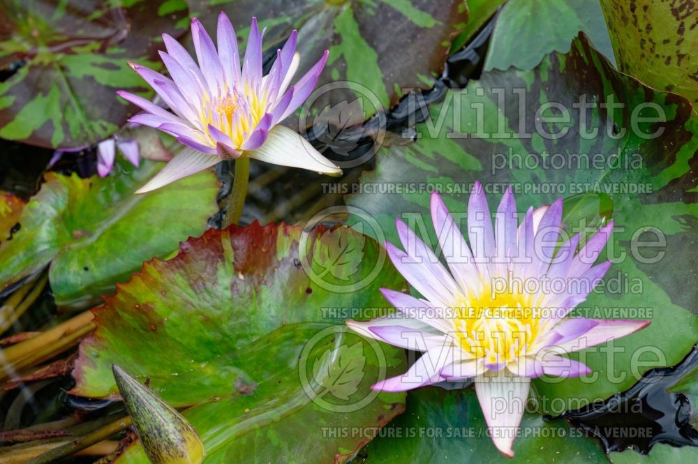 Nymphaea Panama Pacific (Water lily) 1