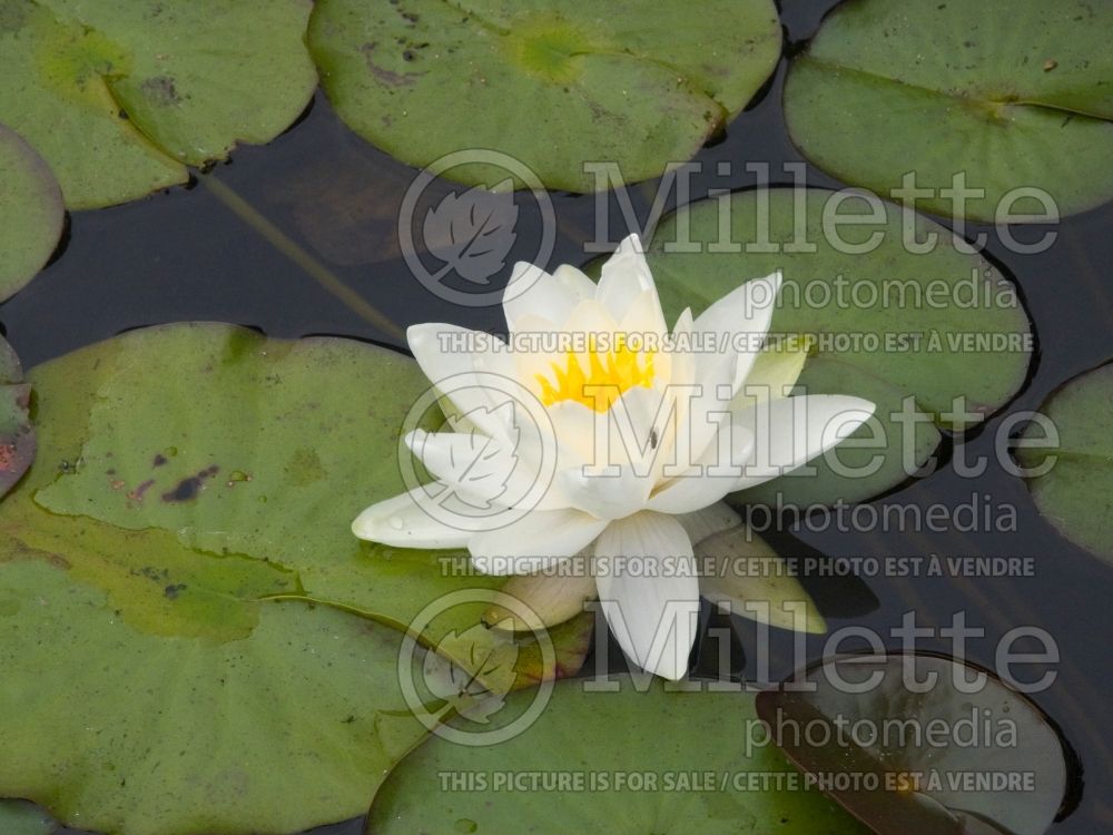 Nymphaea Postlingberg (Water Lily) 1