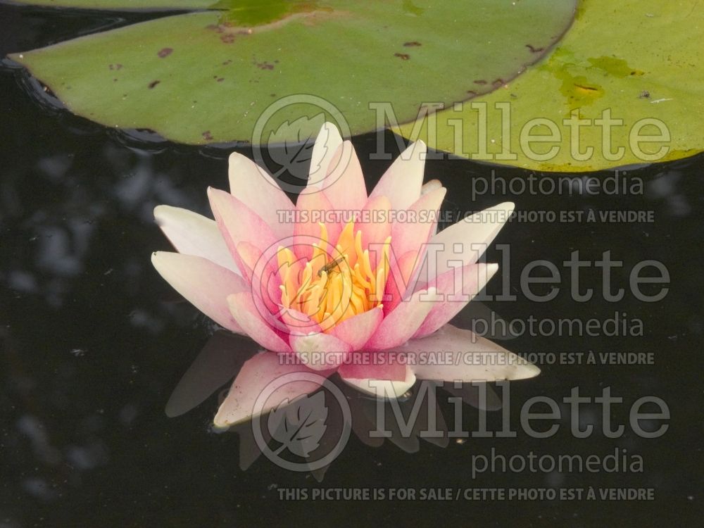 Nymphaea Sioux (Water Lily) 3