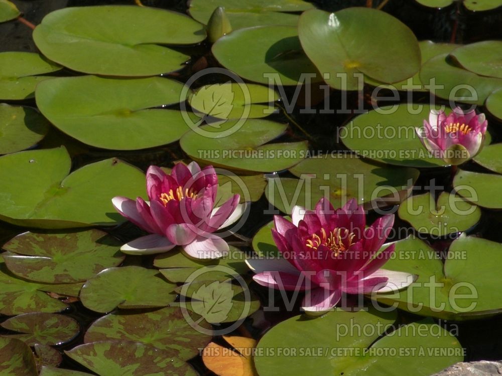 Nymphaea Attraction (Water lily) 1