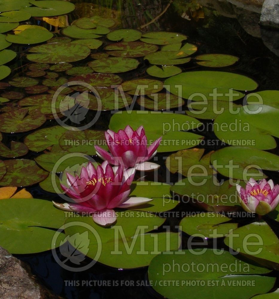 Nymphaea Attraction (Water lily) 2