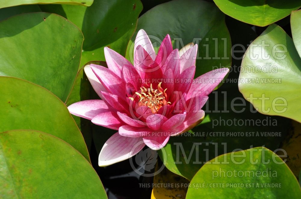 Nymphaea Attraction (Water lily) 3