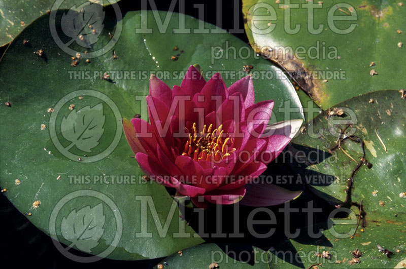 Nymphaea Burgundy Princess (Water lily) 1