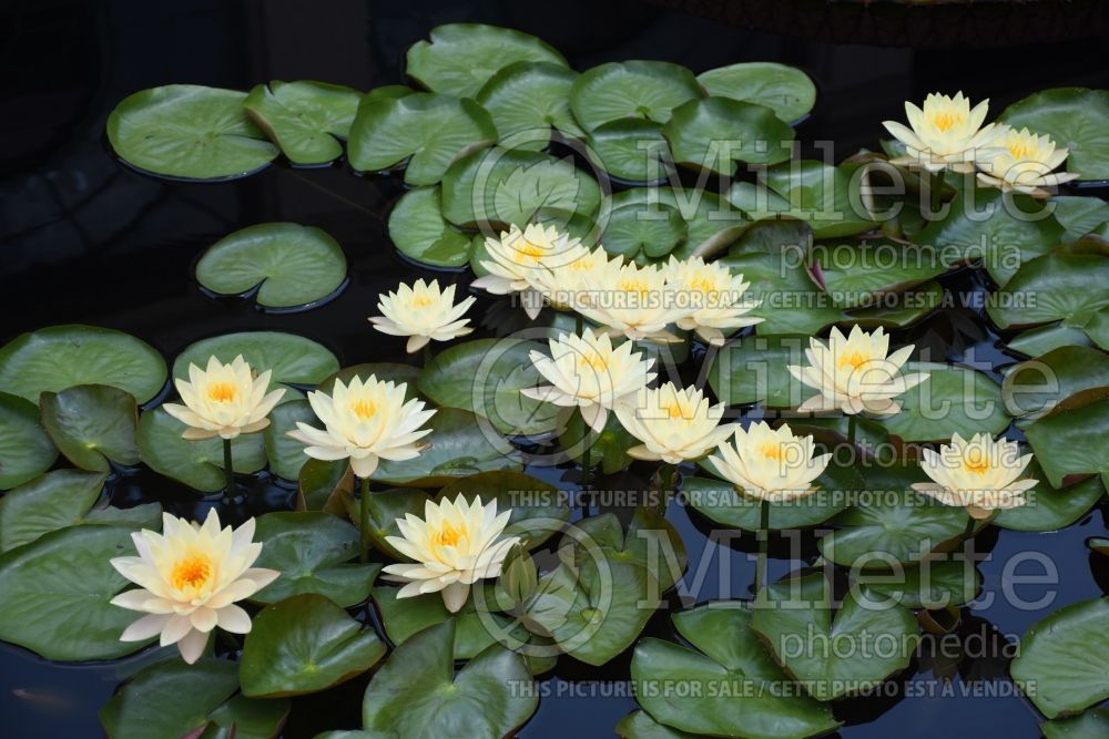 Nymphaea Clyde Ikins (Water lily) 1