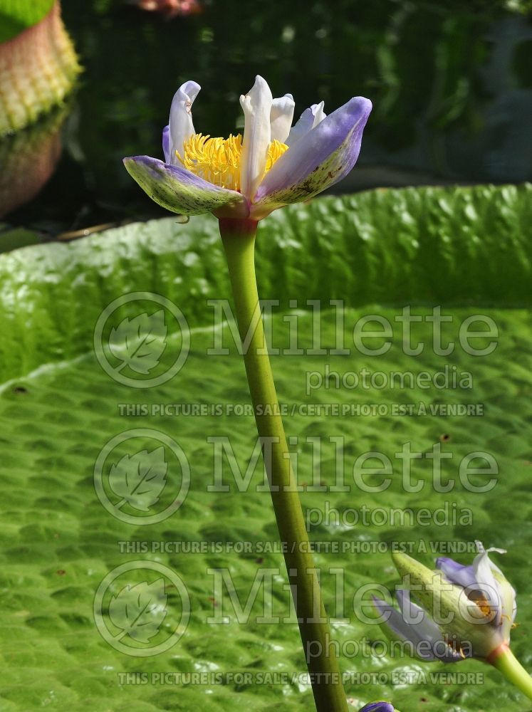 Nymphaea gigantea (Fragrant Water Lily and Beaver Root) 1