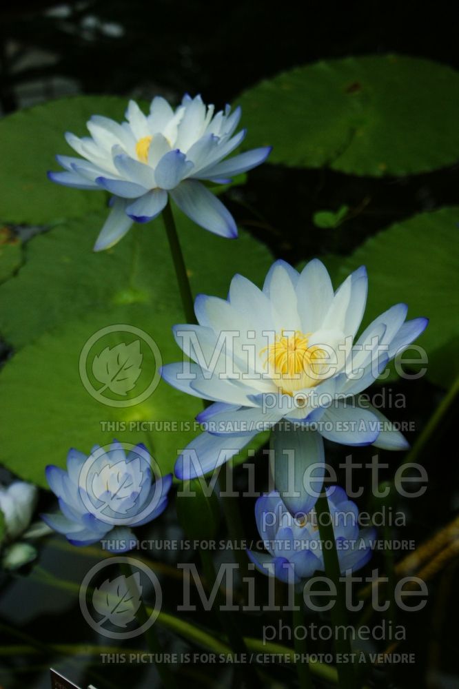 Nymphaea gigantea (Fragrant Water Lily and Beaver Root) 2