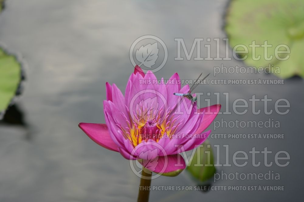 Nymphaea Jack Wood (Water lily) 1