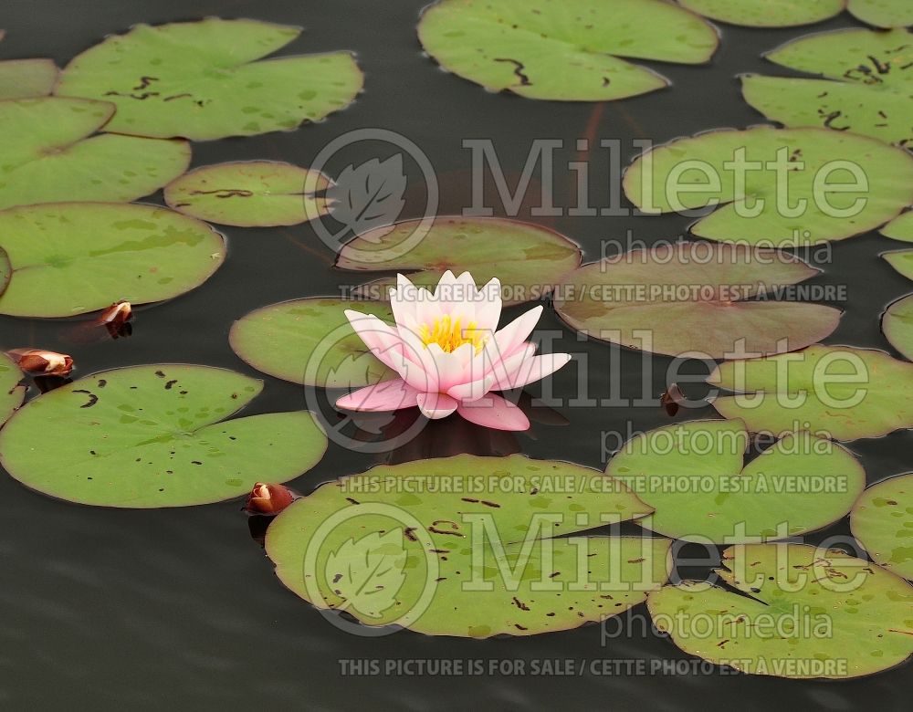 Nymphaea Madame Wilfron Gonnere (Water lily) 1