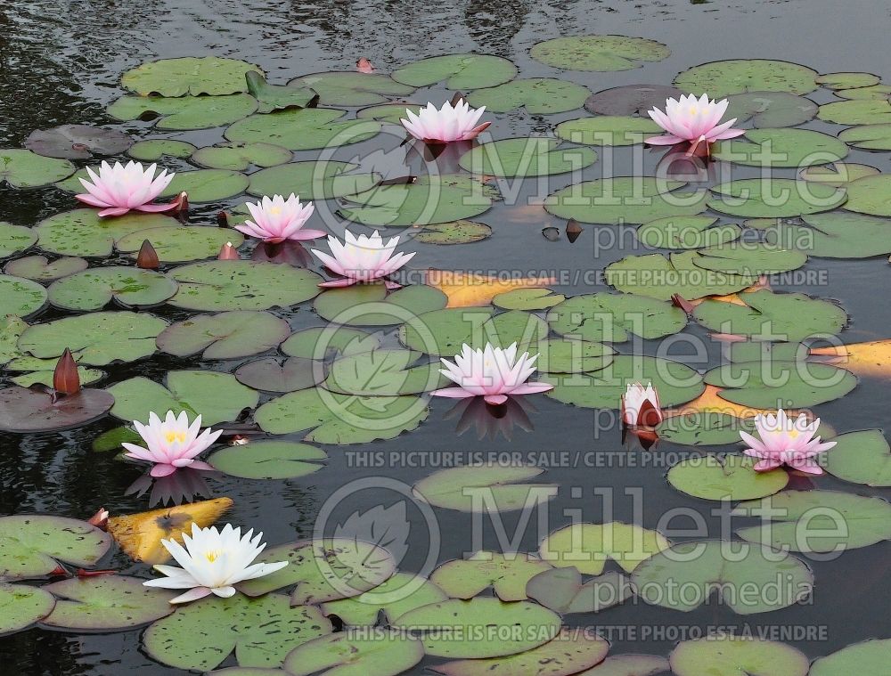 Nymphaea Madame Wilfron Gonnere (Water lily) 2