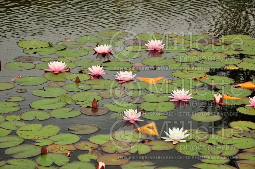 Nymphaea Madame Wilfron Gonnere (Water lily) 3