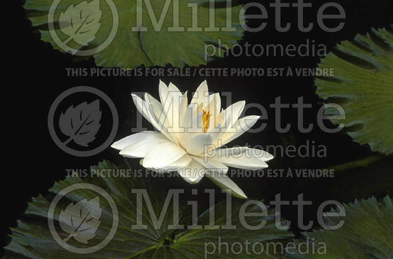 Nymphaea Missouri (Water lily) 2