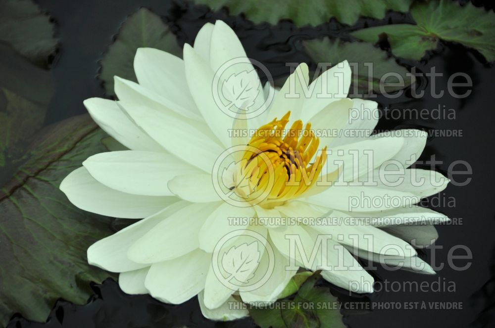 Nymphaea Missouri (Water lily) 1