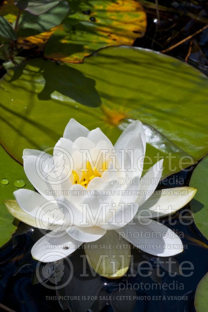 Nymphaea odorata (Fragrant Water Lily and Beaver Root) 4