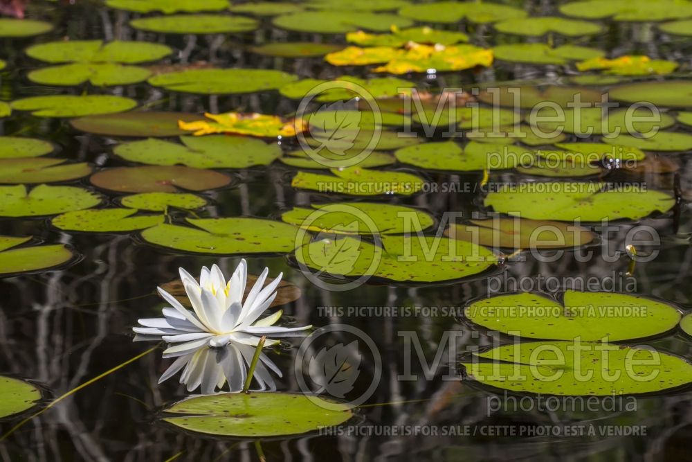 Nymphaea odorata (Fragrant Water Lily and Beaver Root) 2