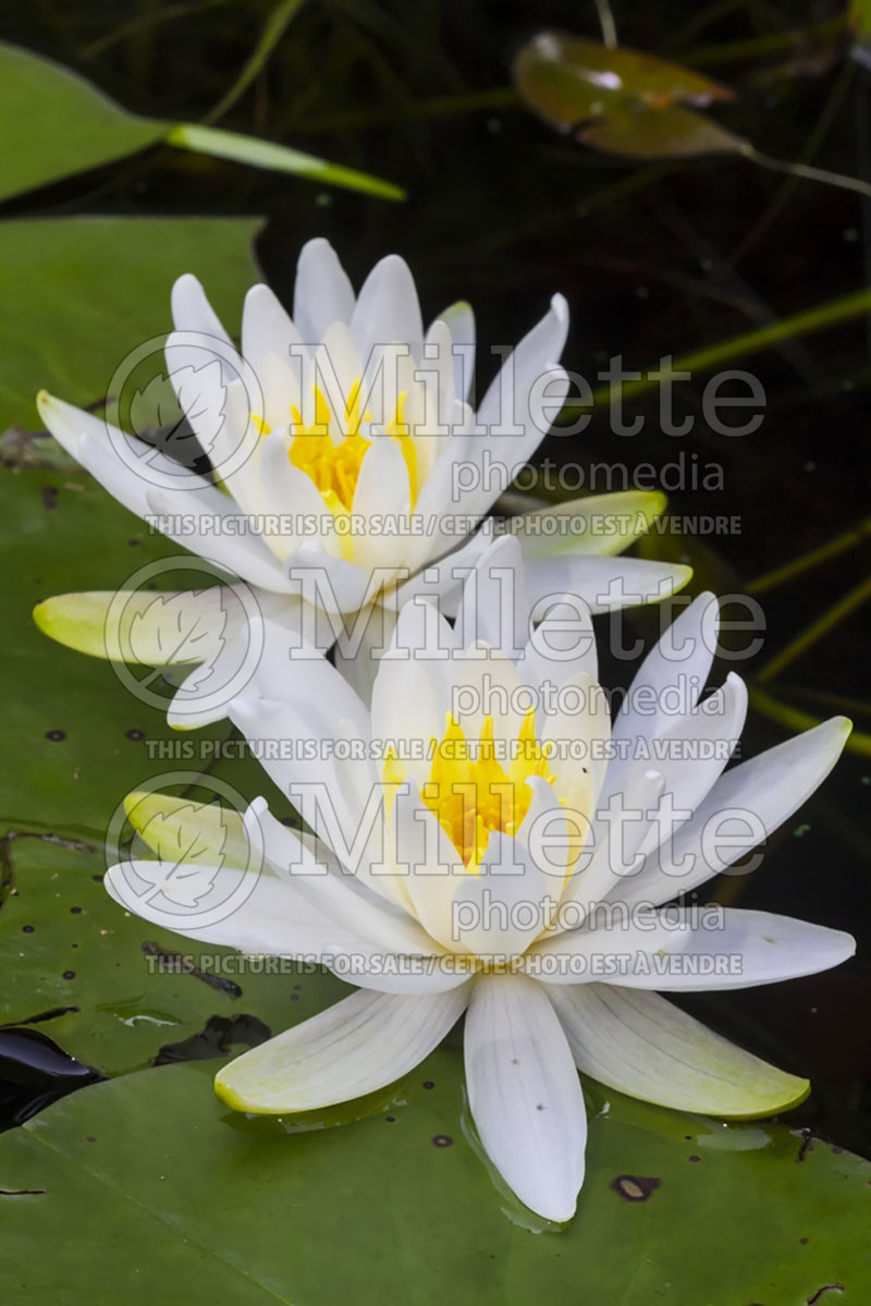 Nymphaea odorata (Fragrant Water Lily and Beaver Root) 1