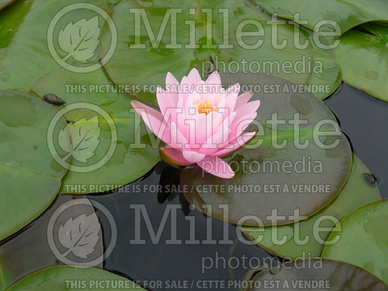 Nymphaea Pearl of the Pool (Water lily) 2