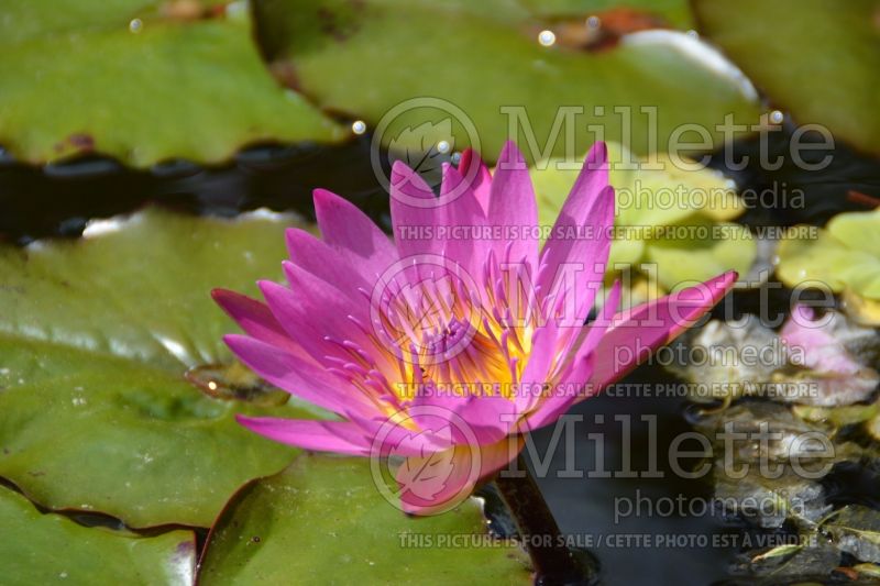 Nymphaea Pink Pearl (Water lily) 1