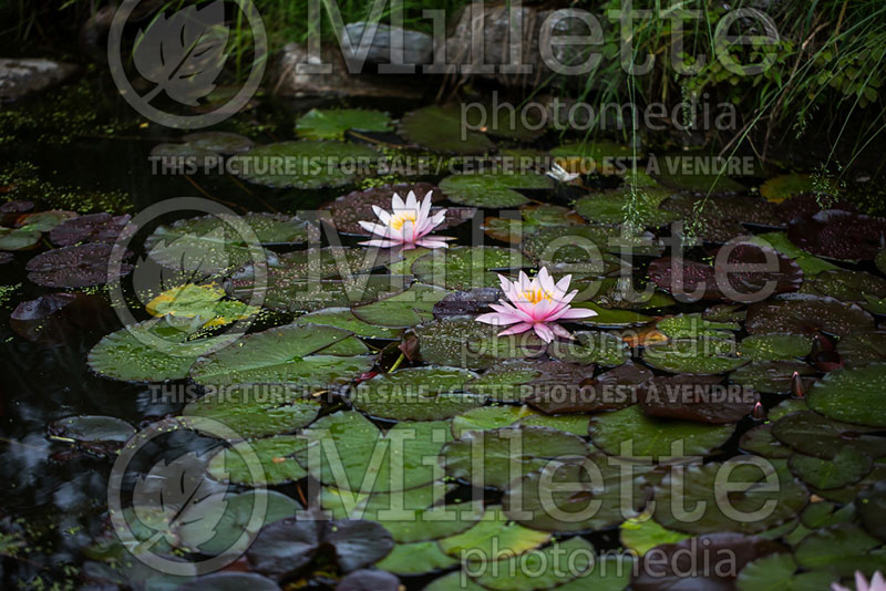 Nymphaea Pink Sensation  (Water lily) 1