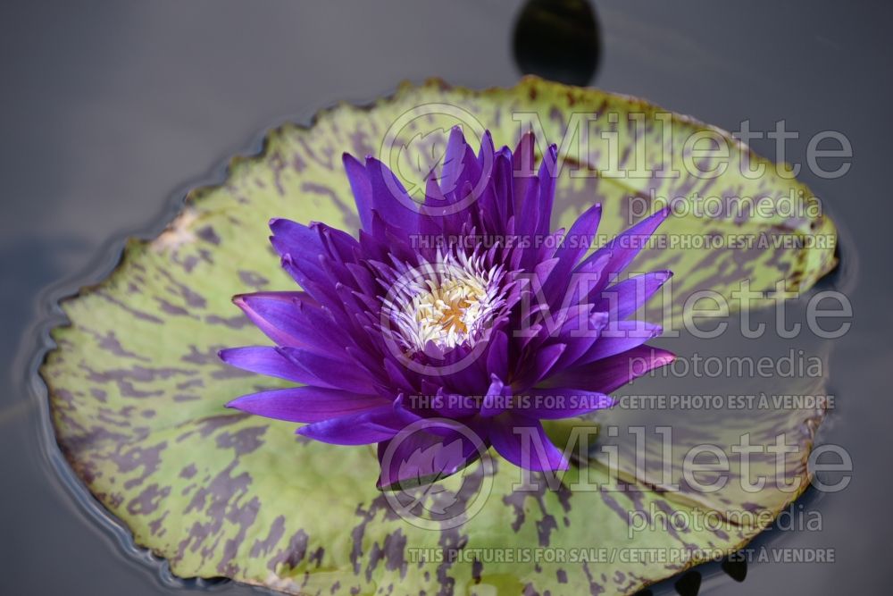 Nymphaea Plum Crazy (Water lily) 1